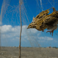 Sindh Wildlife Department announces regulations, bans quail netting, permits mandatory
