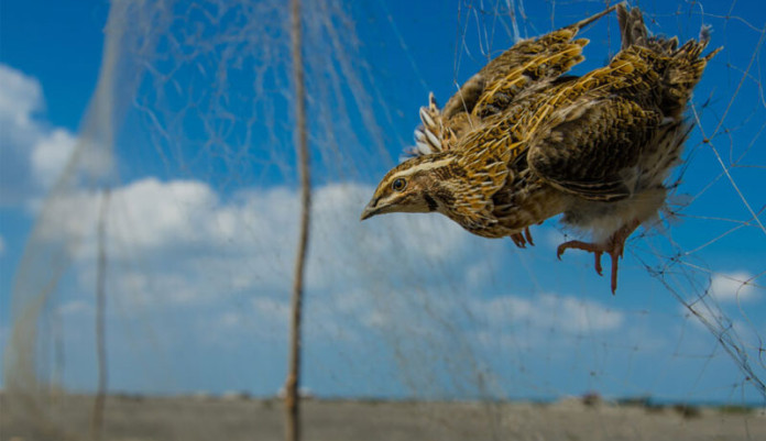 Sindh Wildlife Department announces regulations, bans quail netting, permits mandatory