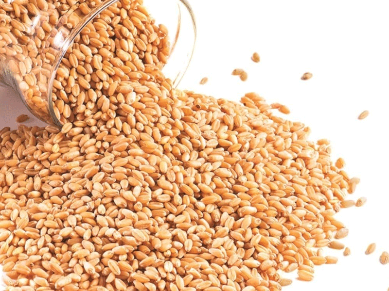 Sindh sets wheat procurement target at 900,000 tonnes Sindh sets wheat procurement target at 900,000 tonnes