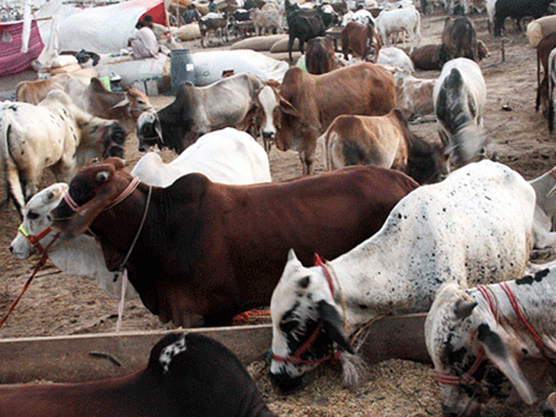 Resolution seeking security for cattle market goers tabled