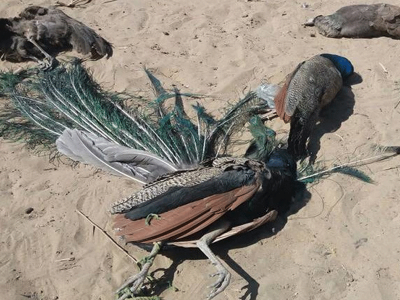 5 more peacocks die of mysterious disease in Thar