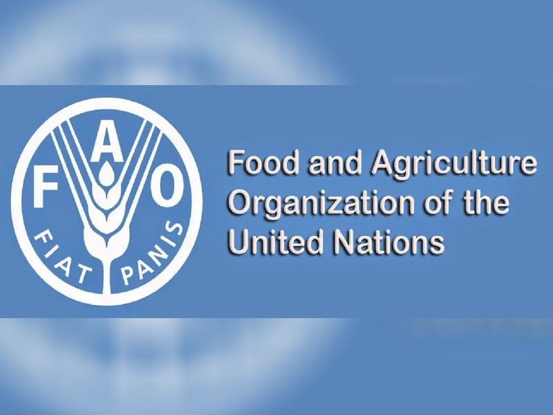 Global sugar prices hit 13-year high due to El Nino fallout: FAO