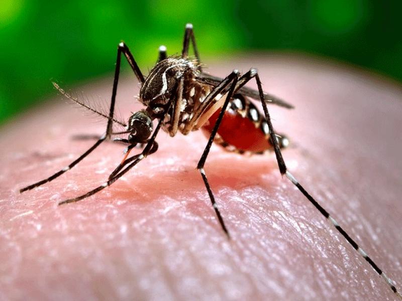 Dengue cases continue to raise across Sindh: Health Deptt