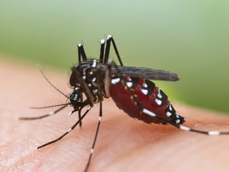 Dengue stalks country after relentless rains