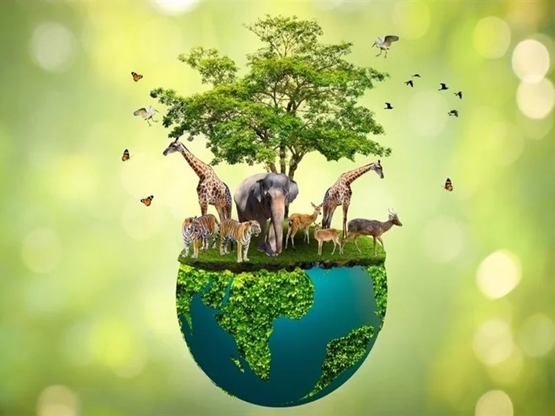 Wildlife Conservation