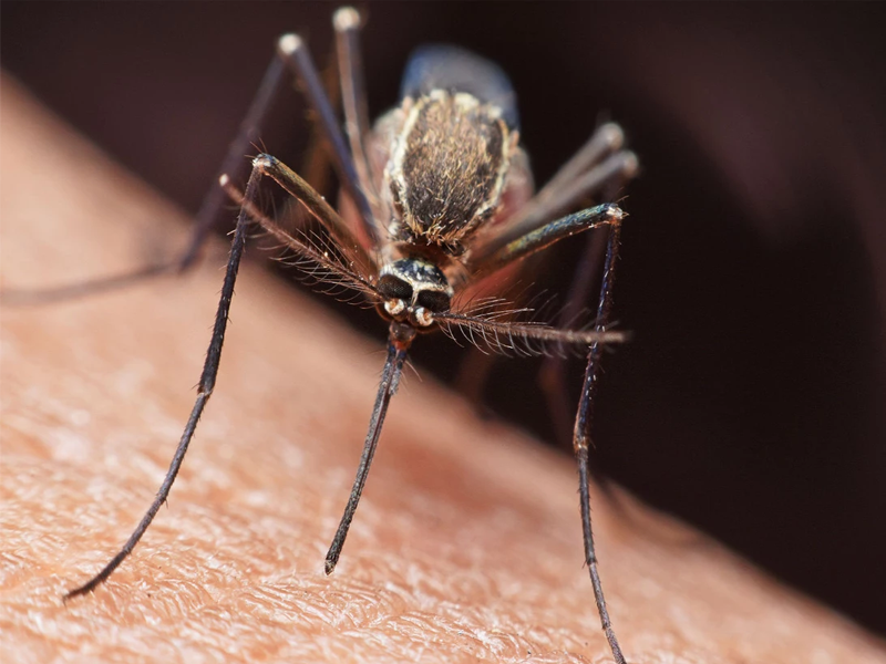 Mosquito menace rears its head again Mosquito menace rears its head again