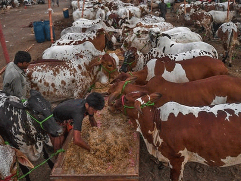 Routes leading to cattle market safer, says administration
