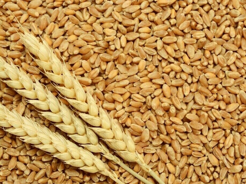Country importing wheat worth $2bn annually: Tariq Cheema