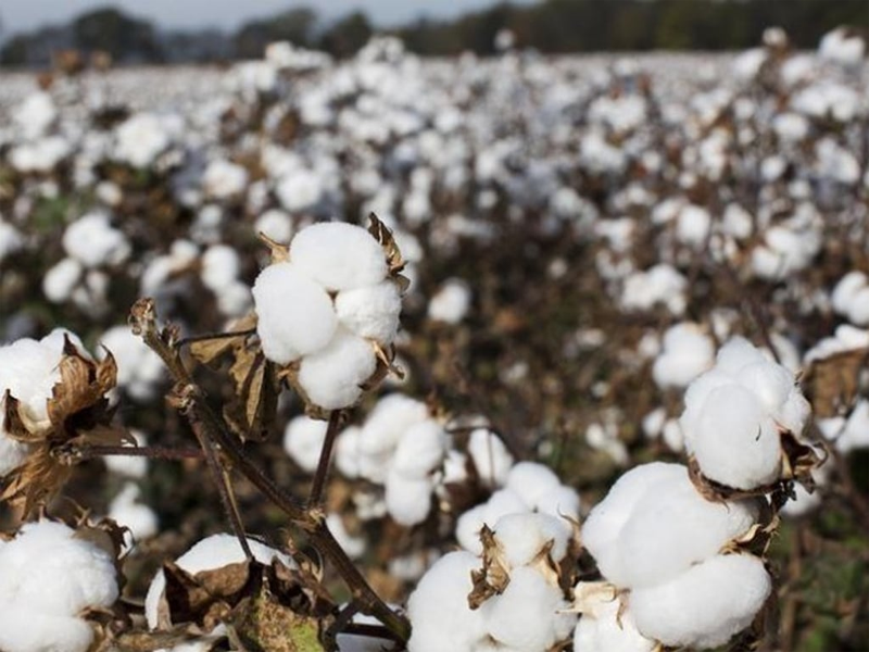 Rains take toll on cotton, other crops Rains take toll on cotton, other crops