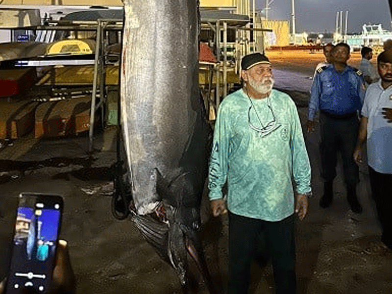 Giant Marlin fish caught off Karachi Coast