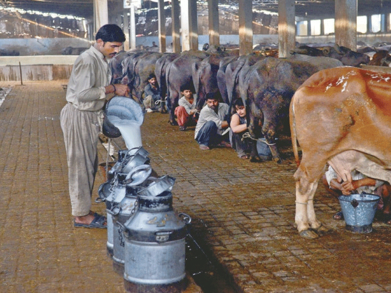 Dairy farmers refuse to set fresh milk price at Rs170/litre Dairy farmers refuse to set fresh milk price at Rs170/litre