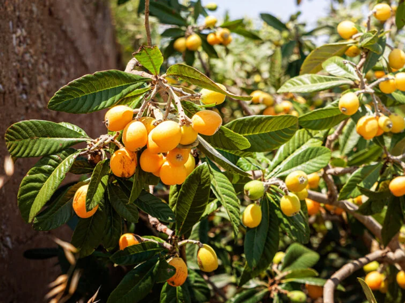 Japanese plums may help prevent hypertension, cardiovascular disease Japanese plums may help prevent hypertension, cardiovascular disease