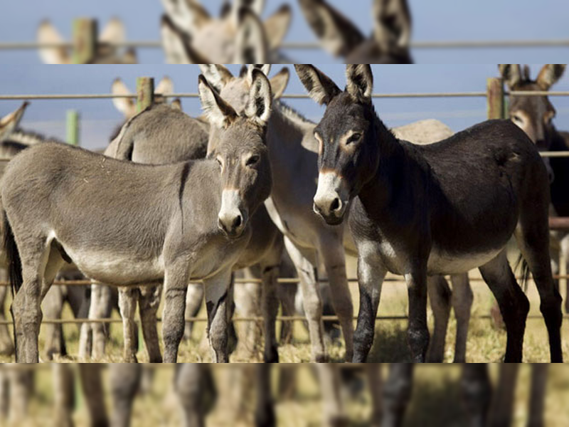 China shows interest in importing ‘donkeys’ from Pakistan China shows interest in importing ‘donkeys’ from Pakistan