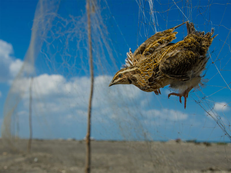 Sindh Wildlife Department announces regulations, bans quail netting, permits mandatory