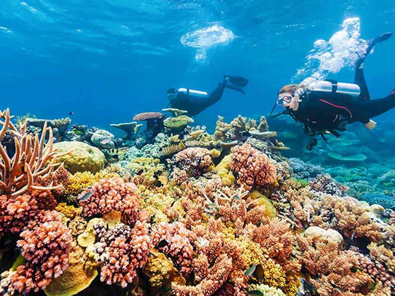Exploring the wonders of marine life: a dive into the ocean's ecosystem Exploring the wonders of marine life: a dive into the ocean's ecosystem