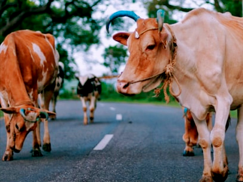 Indian court claims cow dung protects from radiation