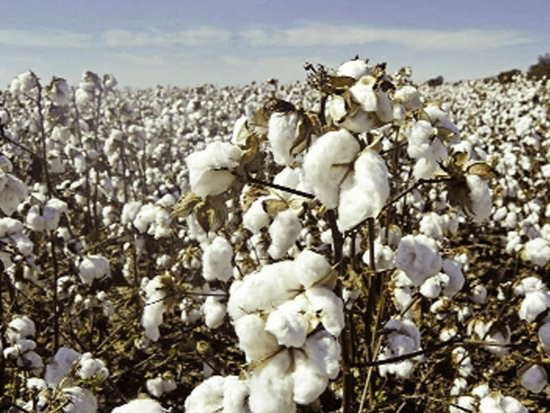 Cotton arrival surges 29.3pc in first two weeks of Sept: PCGA