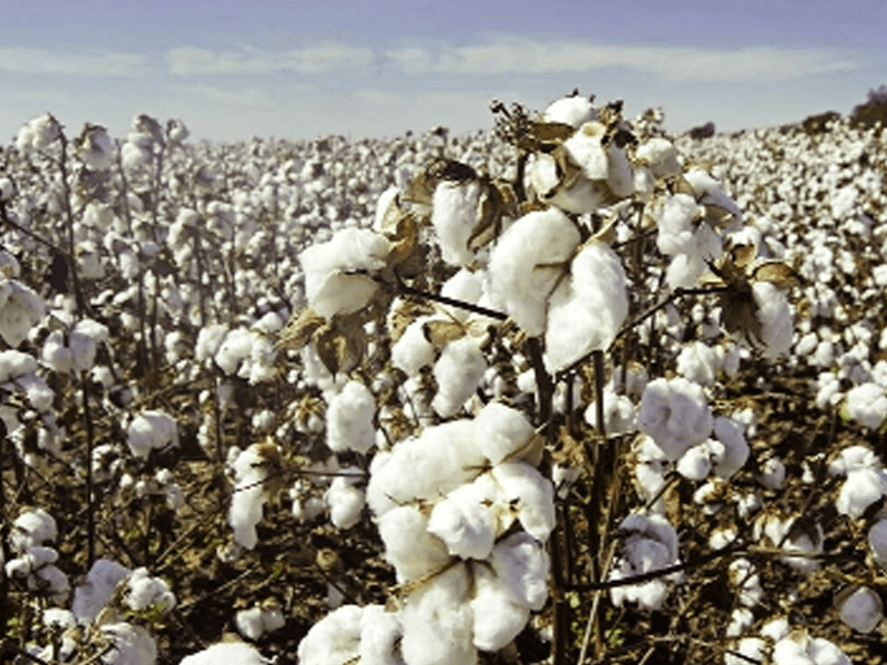 Cotton arrival surges 29.3pc in first two weeks of Sept: PCGA Cotton arrival surges 29.3pc in first two weeks of Sept: PCGA