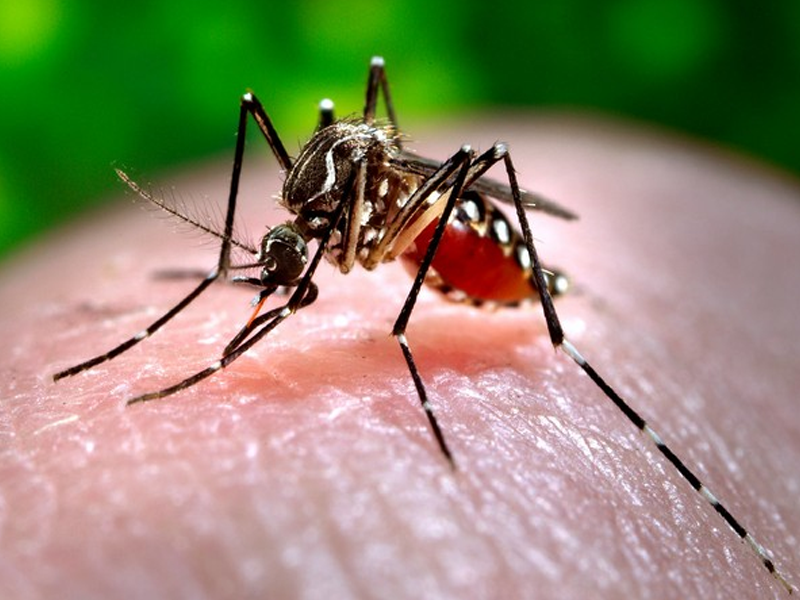 Islamabad reports 22 Dengue cases: DHO