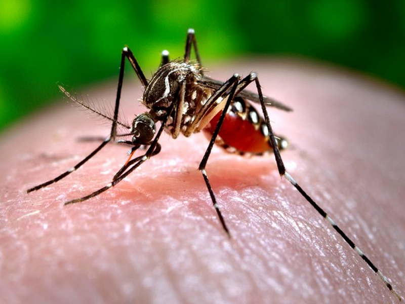 Islamabad reports 22 Dengue cases: DHO Islamabad reports 22 Dengue cases: DHO