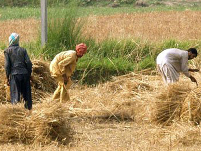 Transforming agriculture in Sindh: A pathway to prosperity and food resilience