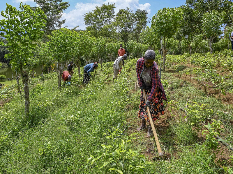FARMING - The ancient profession Issues faced by farmers FARMING - The ancient profession Issues faced by farmers
