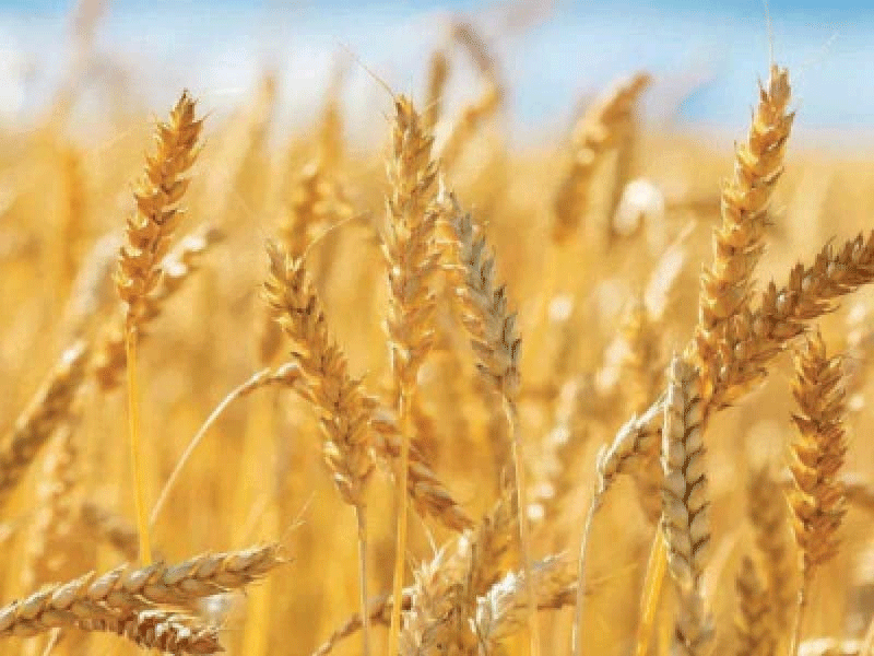 Flour shortage to continue despite bumper wheat crop