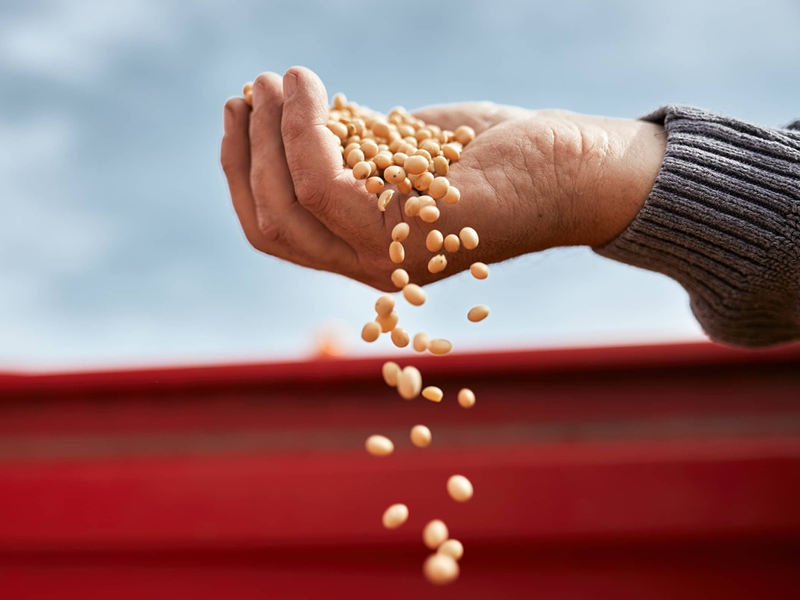 The escalating food shortage The escalating food shortage